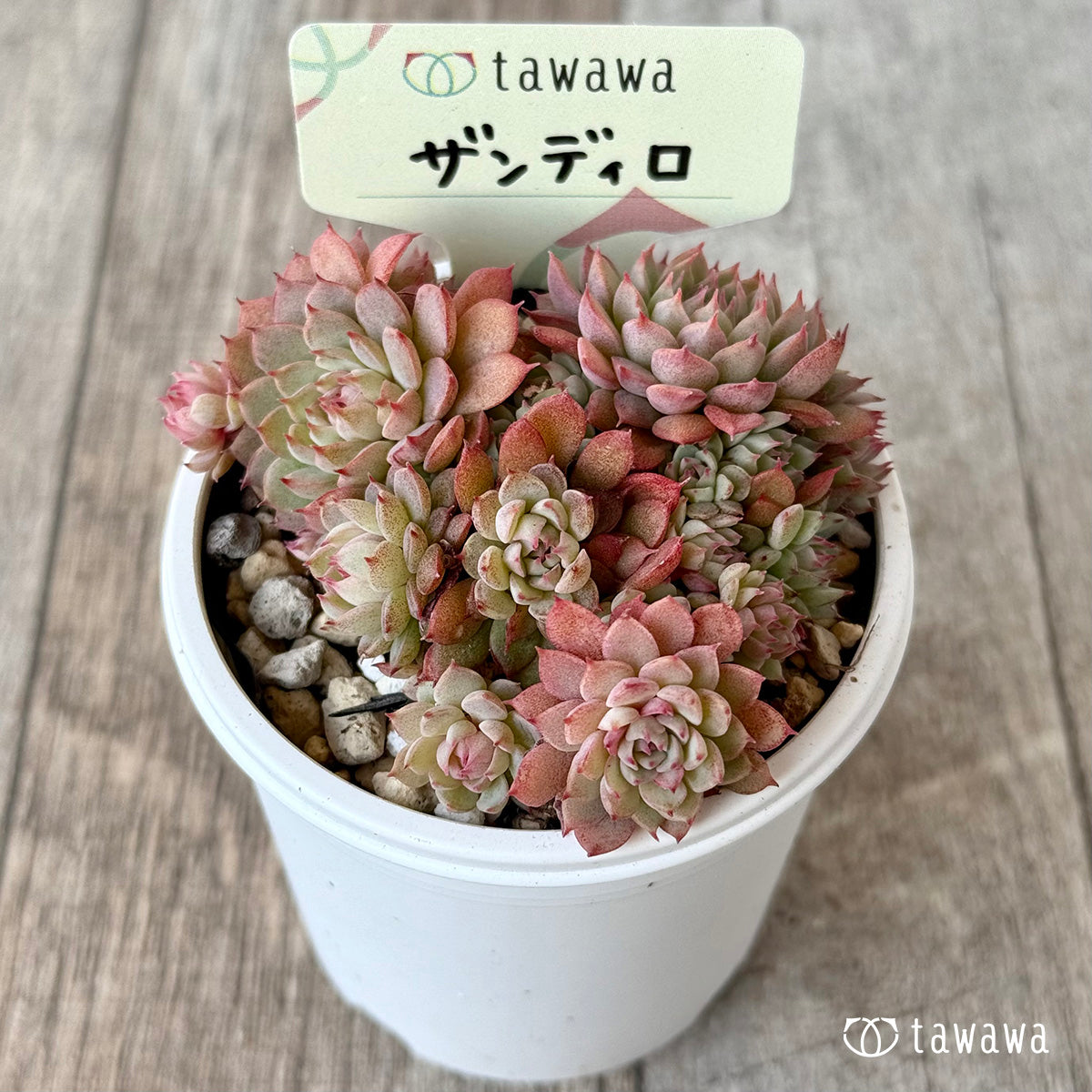 *ザンディロ2(エアーマジック農園)【tawawaハウス苗】