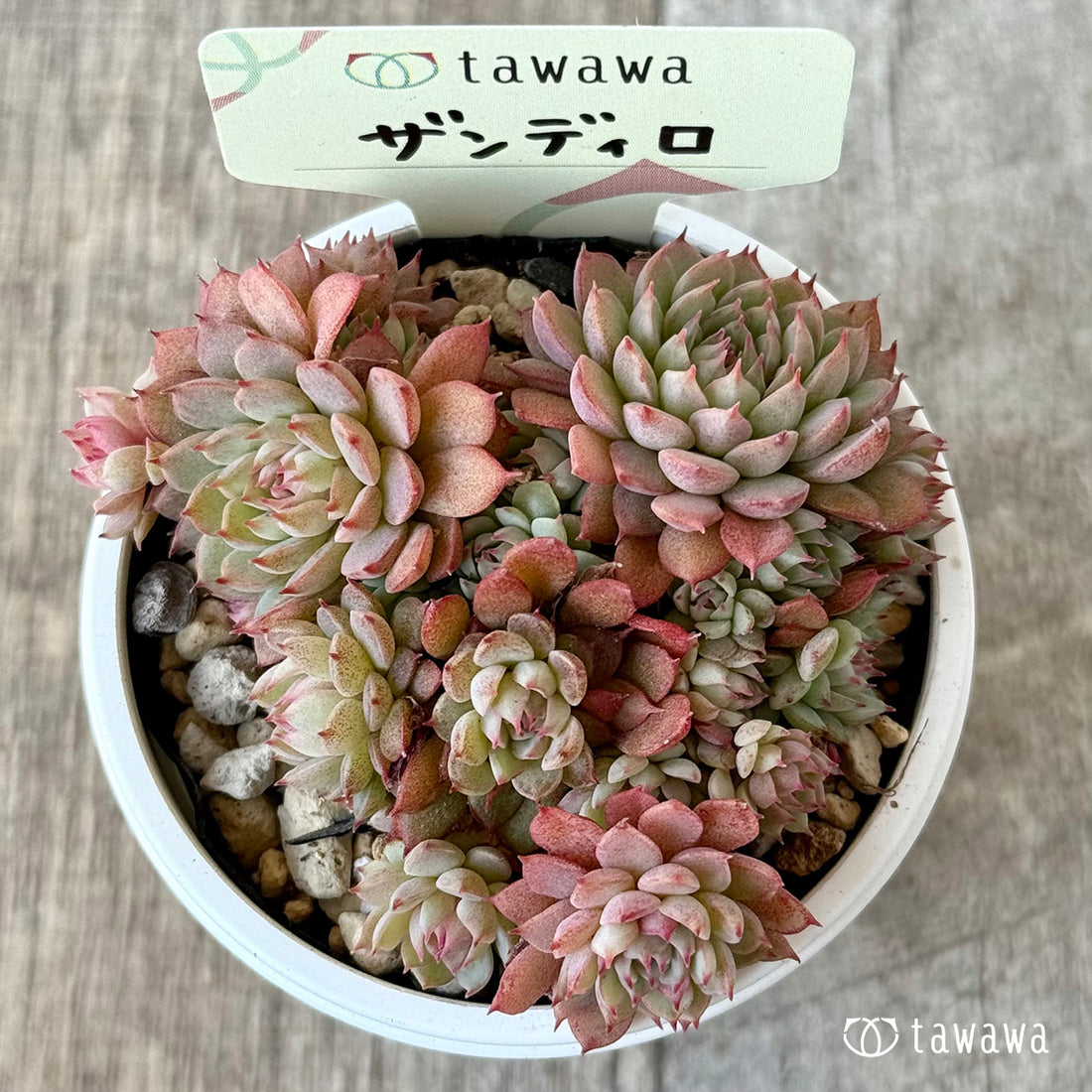 *ザンディロ2(エアーマジック農園)【tawawaハウス苗】