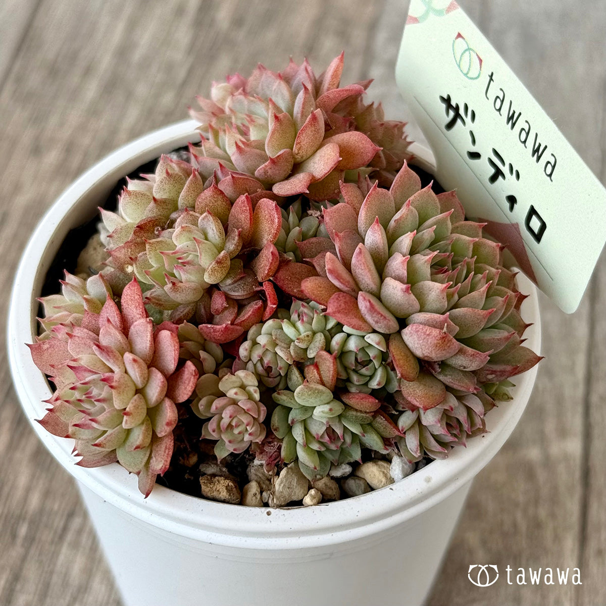 ザンディロ2（エアーマジック農園）【tawawaハウス苗】 – 多肉植物の
