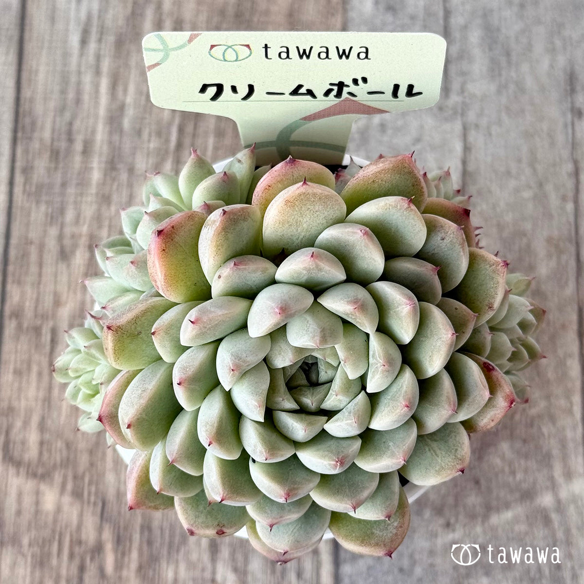 クリームボール1(エアーマジック農園)【tawawaハウス苗】