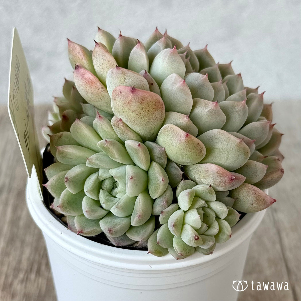 クリームボール1(エアーマジック農園)【tawawaハウス苗】