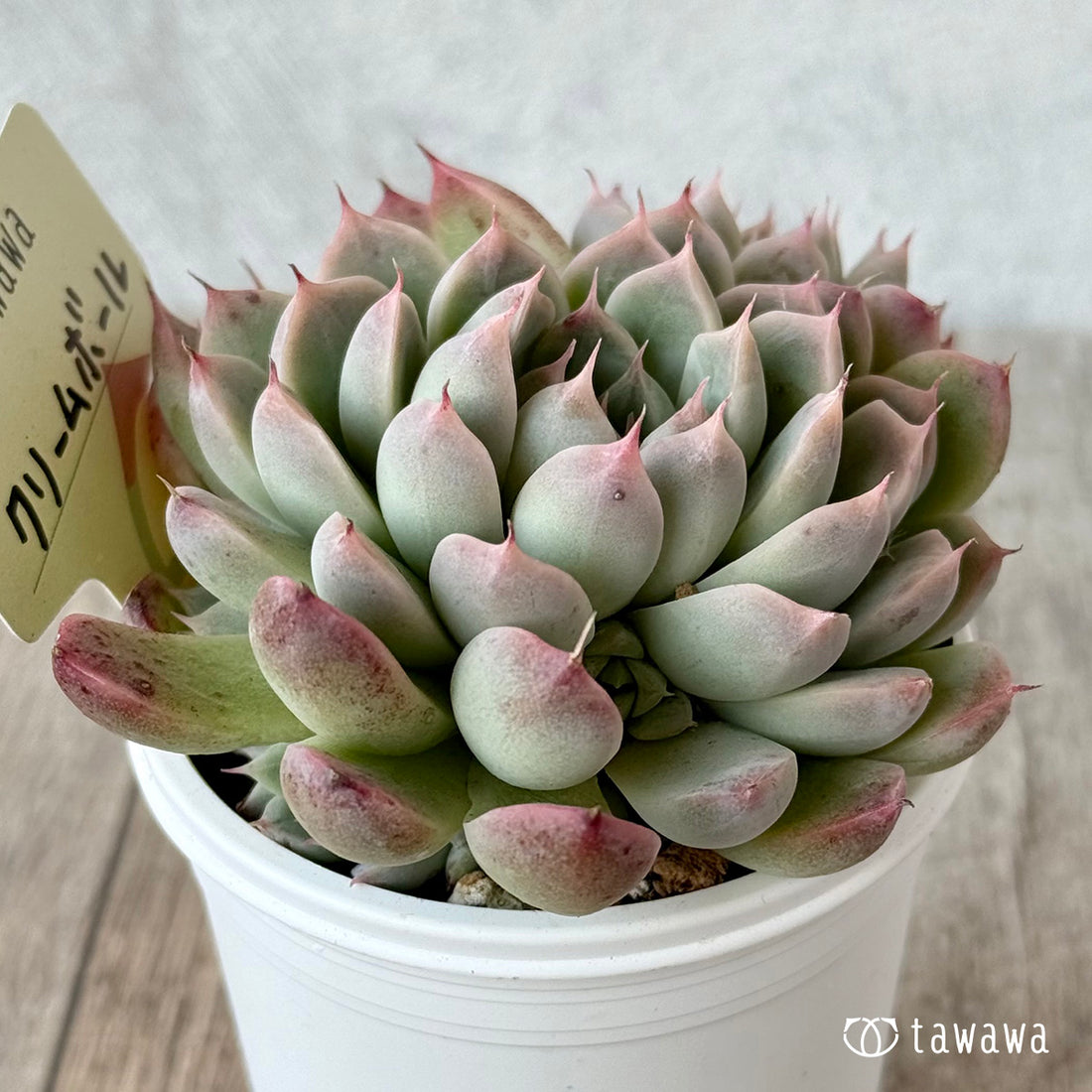 クリームボール2(エアーマジック農園)【tawawaハウス苗】