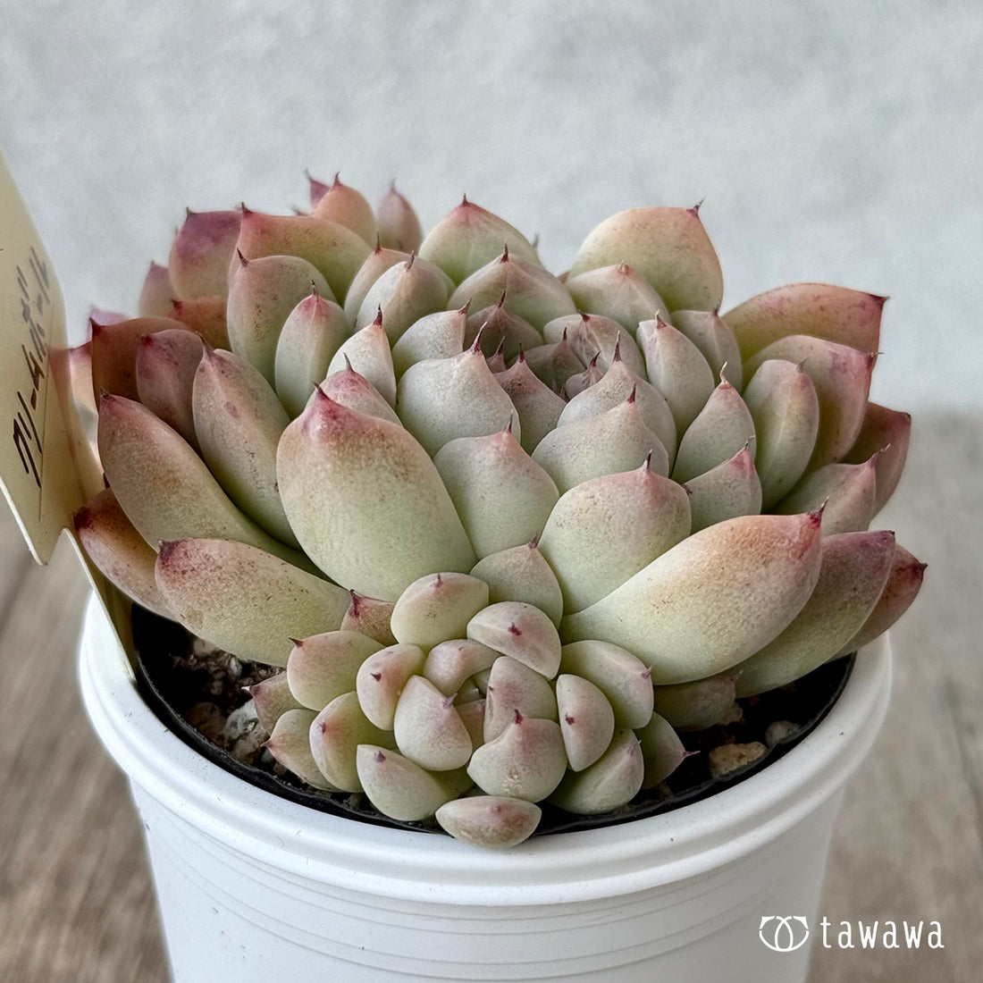 クリームボール3(エアーマジック農園)【tawawaハウス苗】