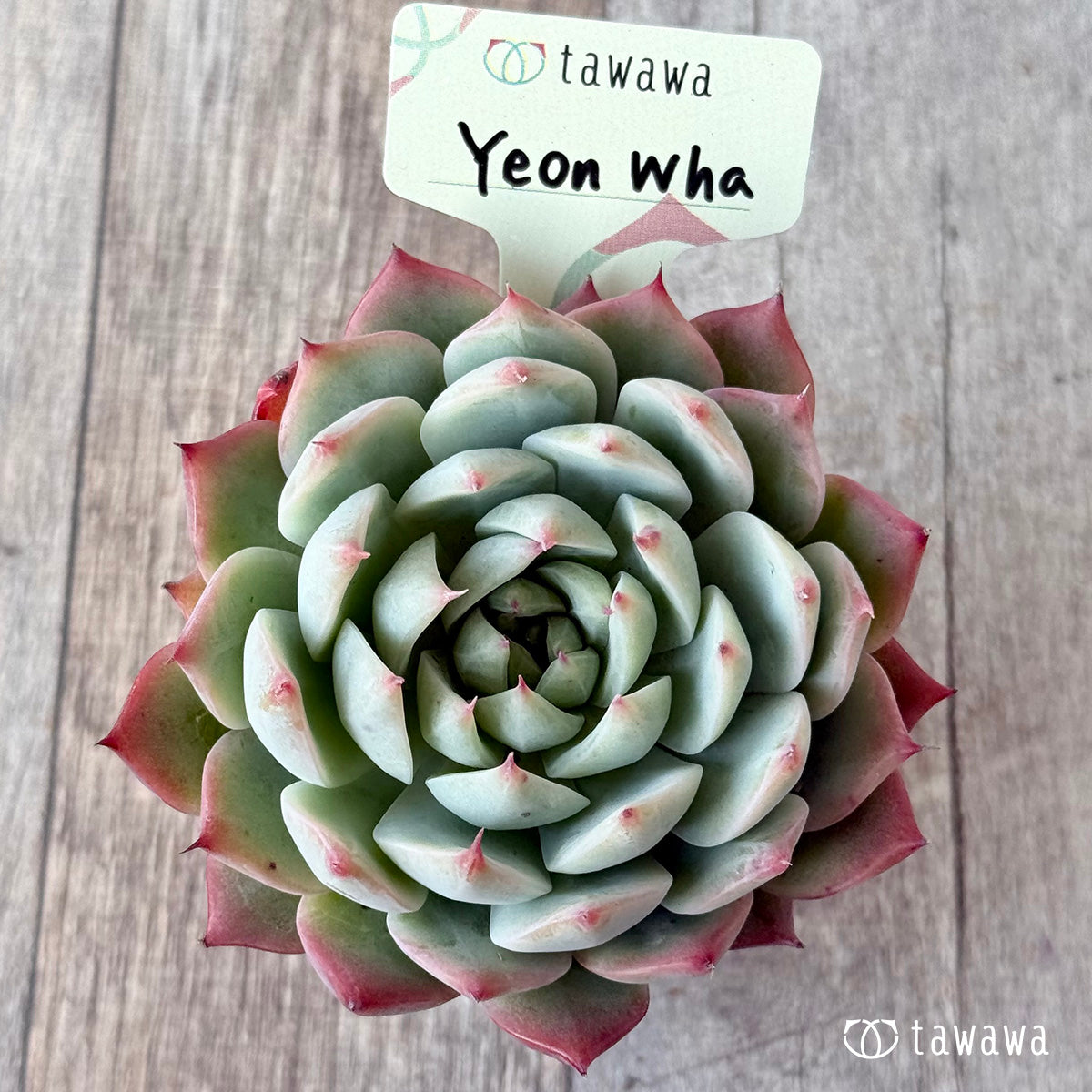 Yeon Wha2(エアーマジック農園)【tawawaハウス苗】
