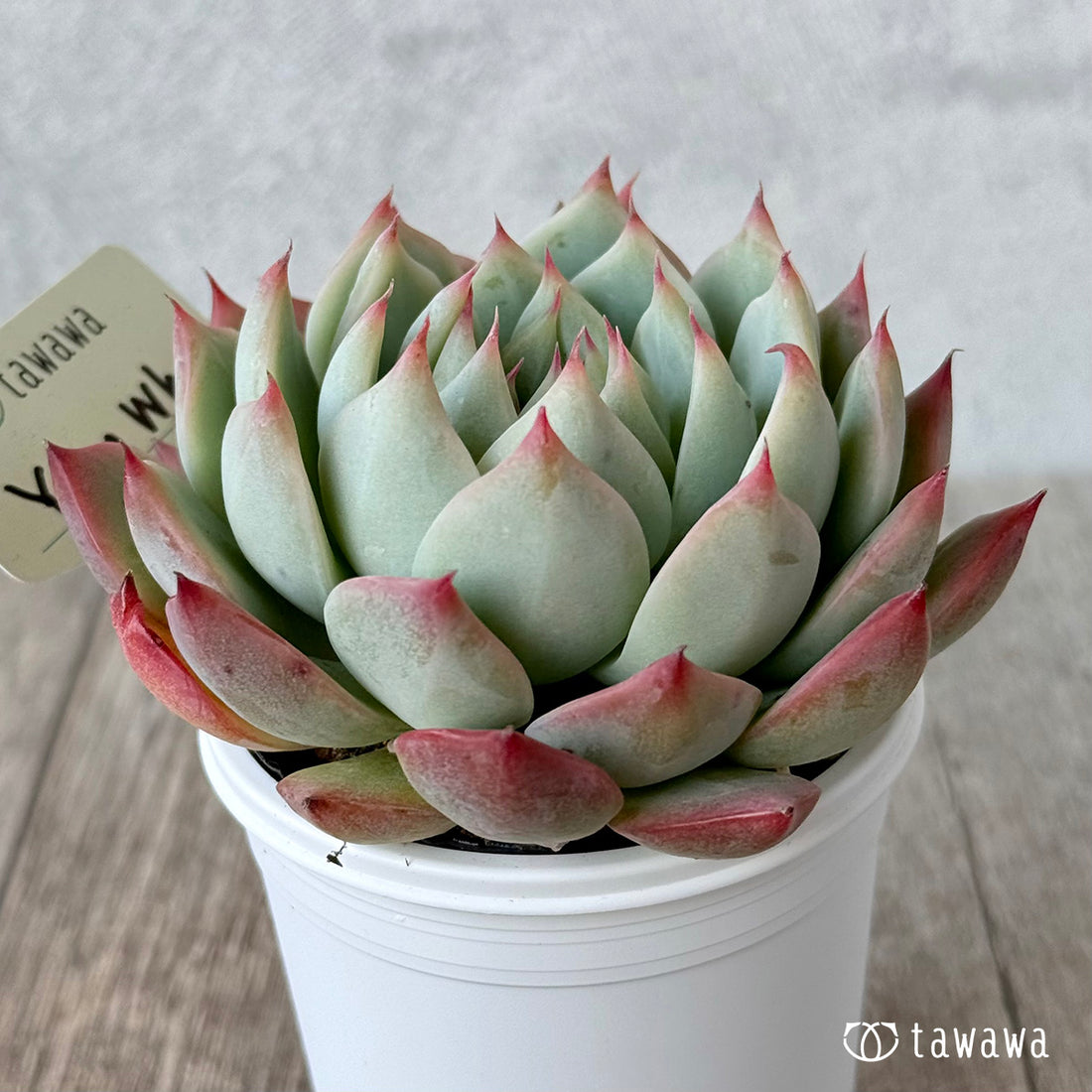 *新発売* Yeon Wha2(エアーマジック農園)【tawawaハウス苗】