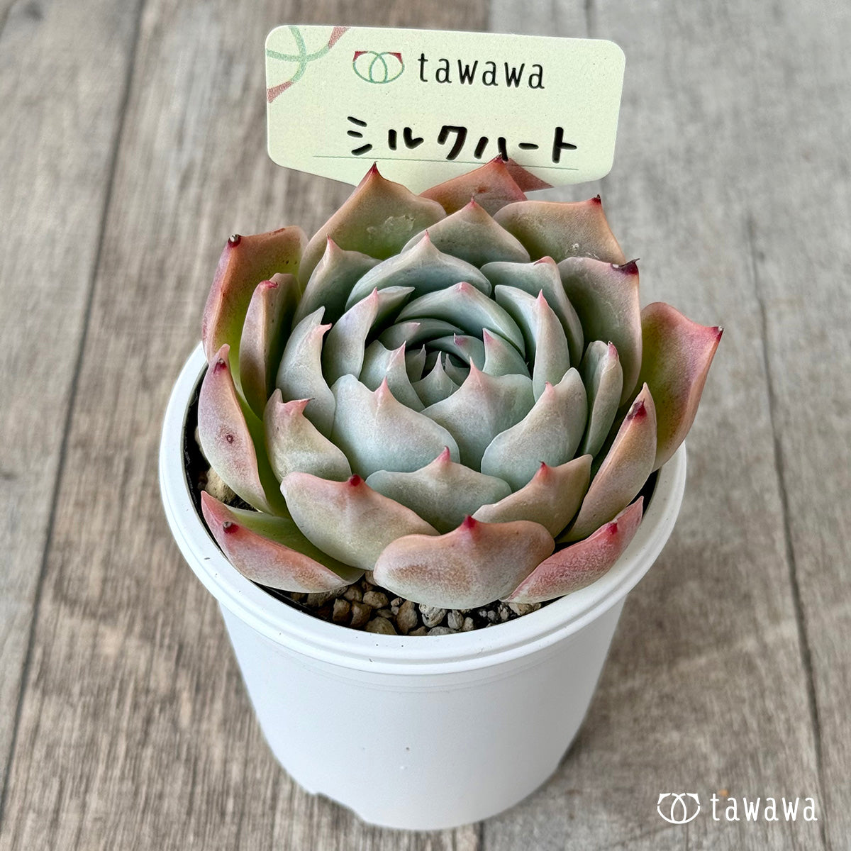 シルクハート(エアーマジック農園)【tawawaハウス苗】