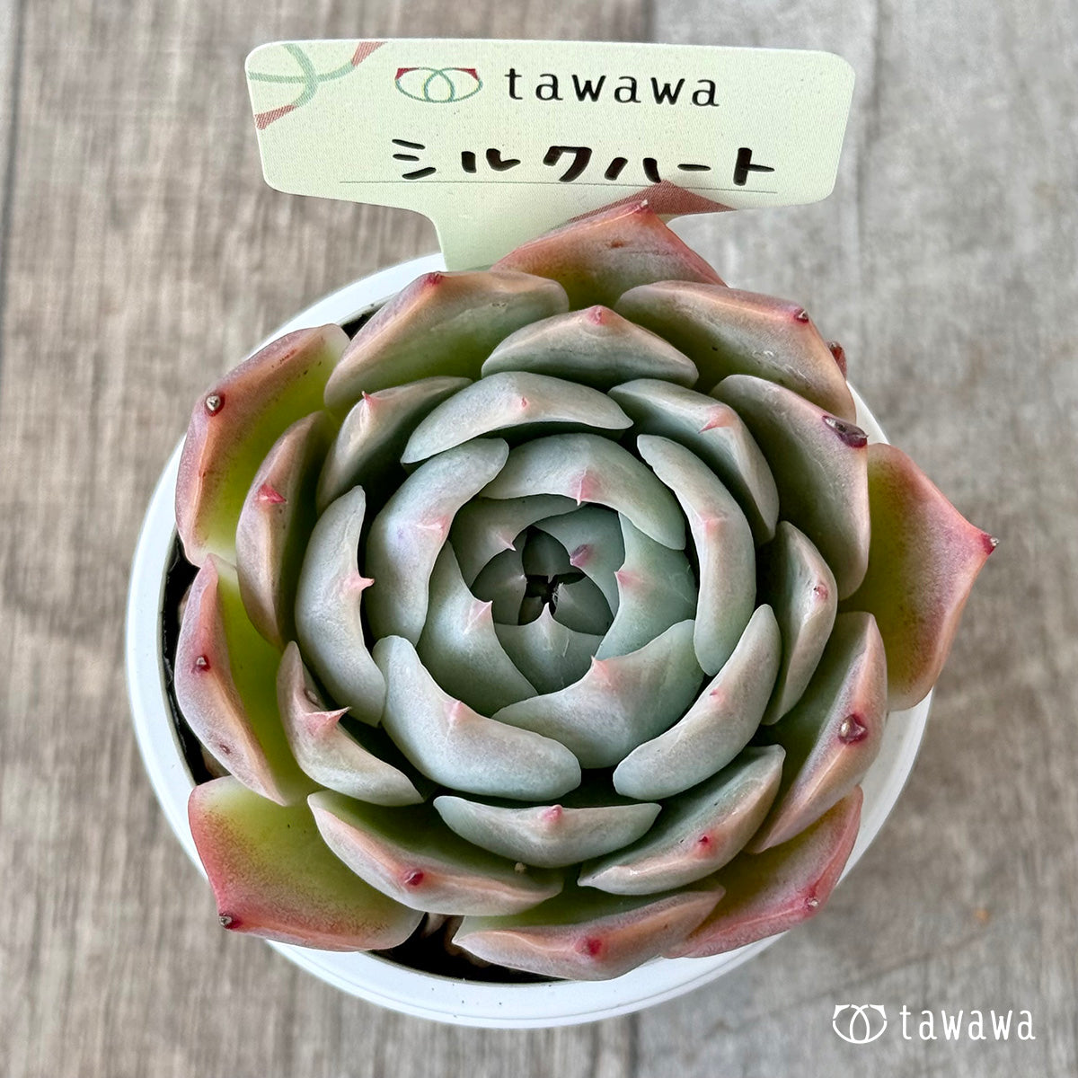 シルクハート(エアーマジック農園)【tawawaハウス苗】