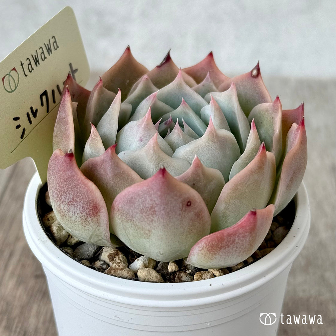 シルクハート(エアーマジック農園)【tawawaハウス苗】