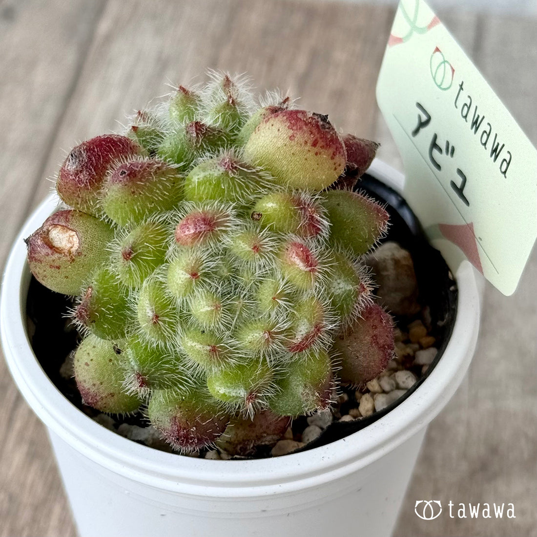 アビユ【tawawaハウス苗】