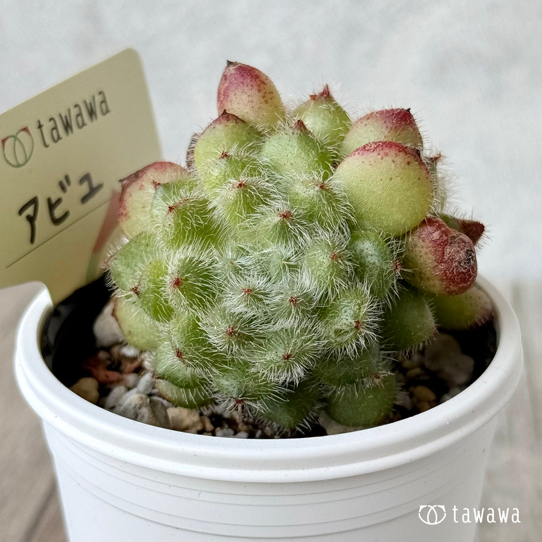 アビユ【tawawaハウス苗】