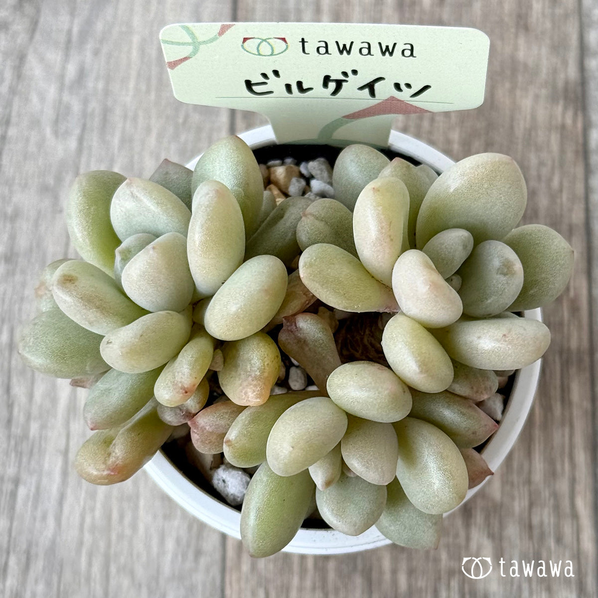 ビルゲイツ【tawawaハウス苗】