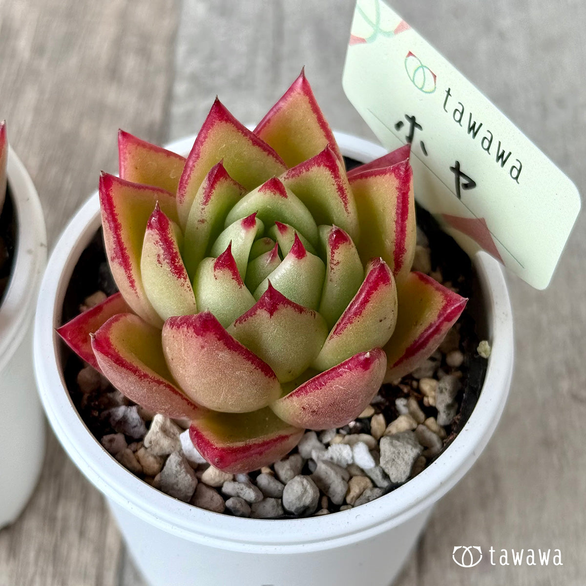 ホヤ【tawawaハウス苗】