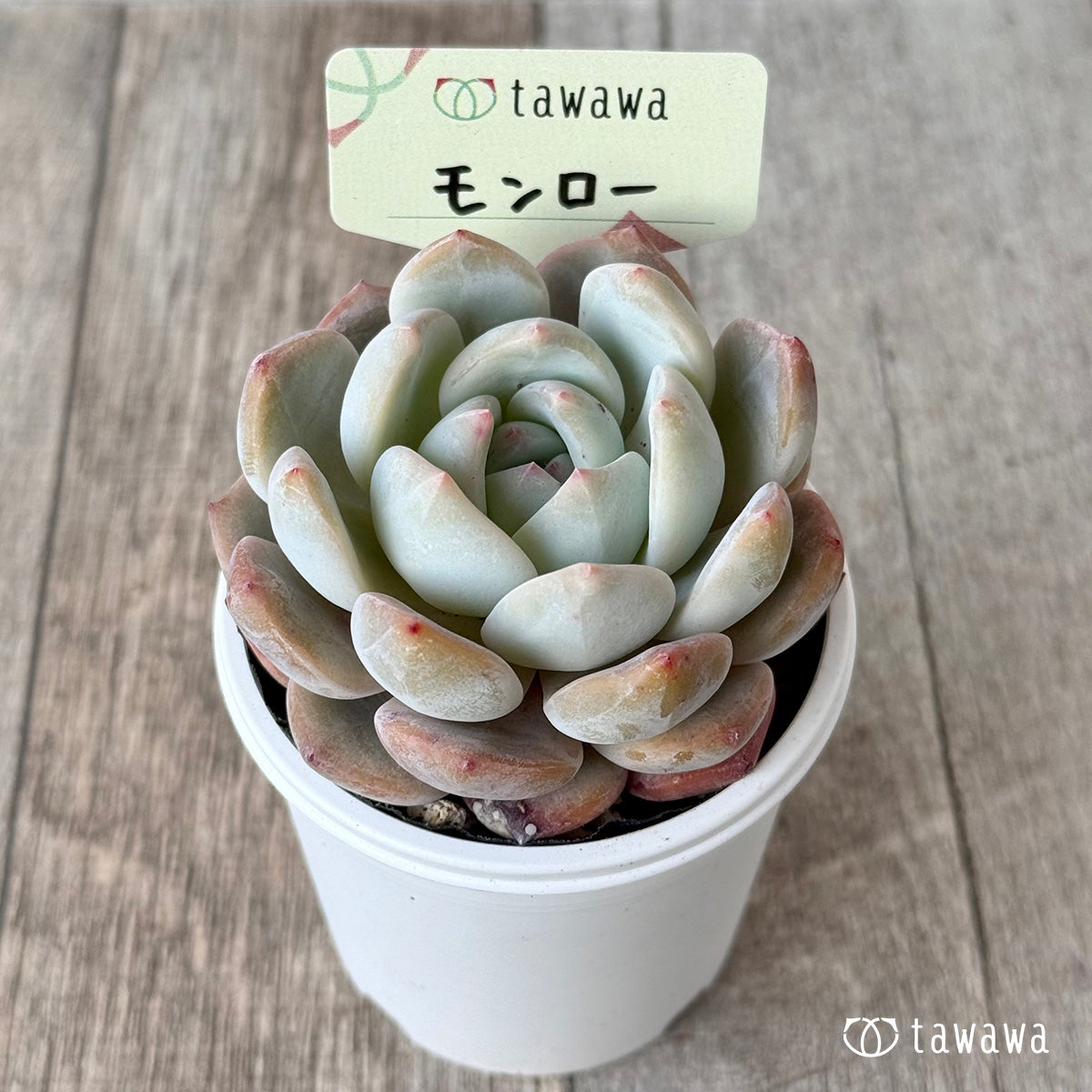 *新発売* モンロー【tawawaハウス苗】