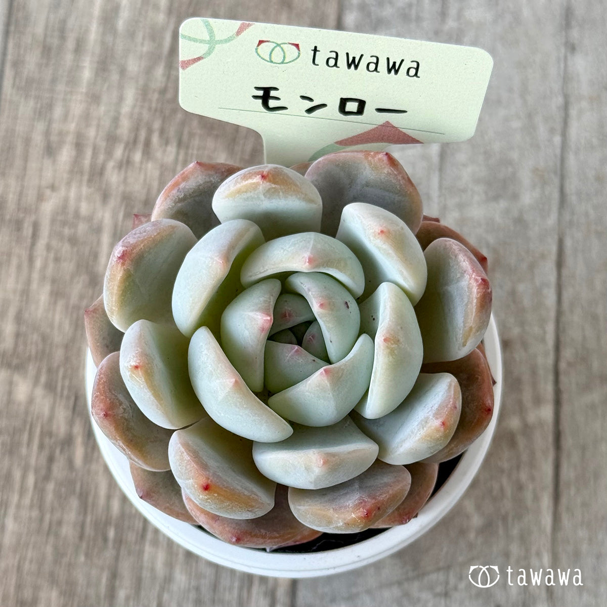 *新発売* モンロー【tawawaハウス苗】