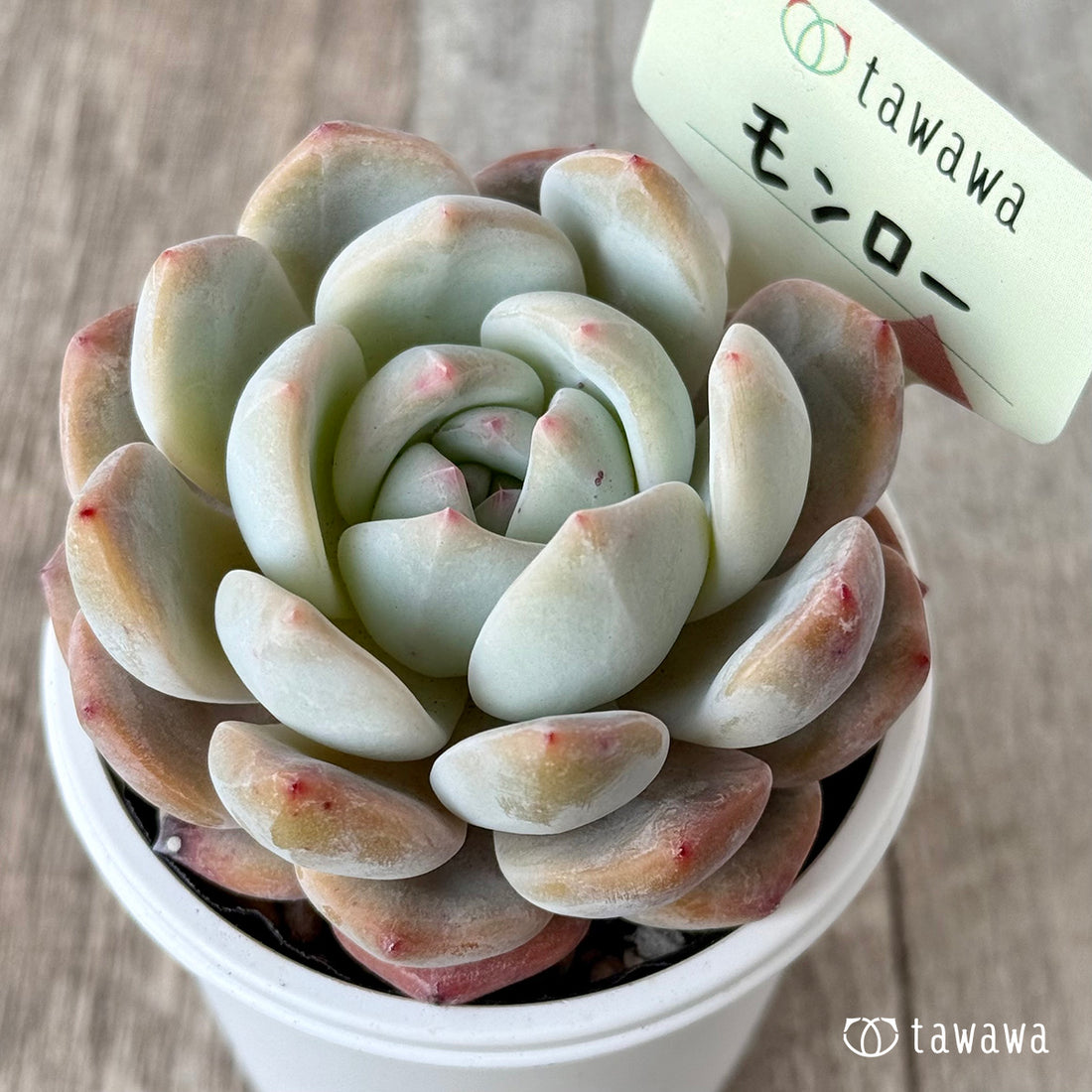 *新発売* モンロー【tawawaハウス苗】