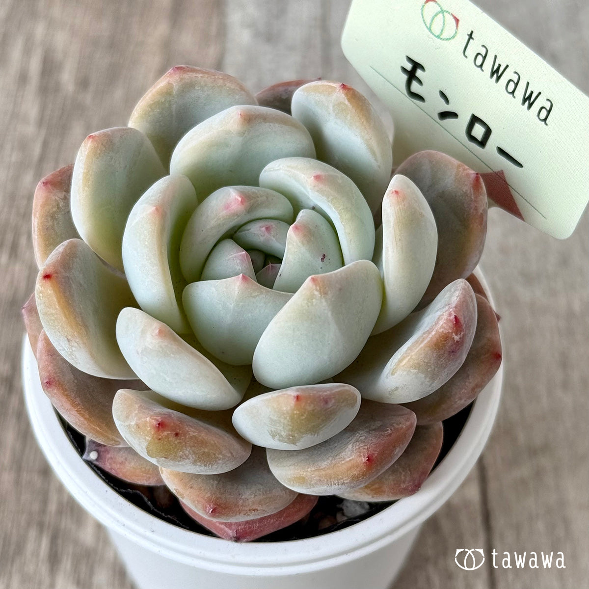 New Arrivals: Ice Green