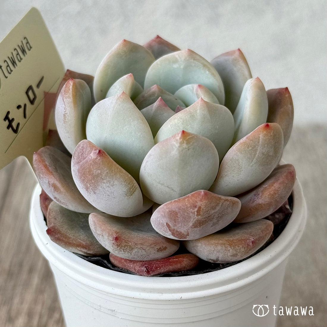 *新発売* モンロー【tawawaハウス苗】