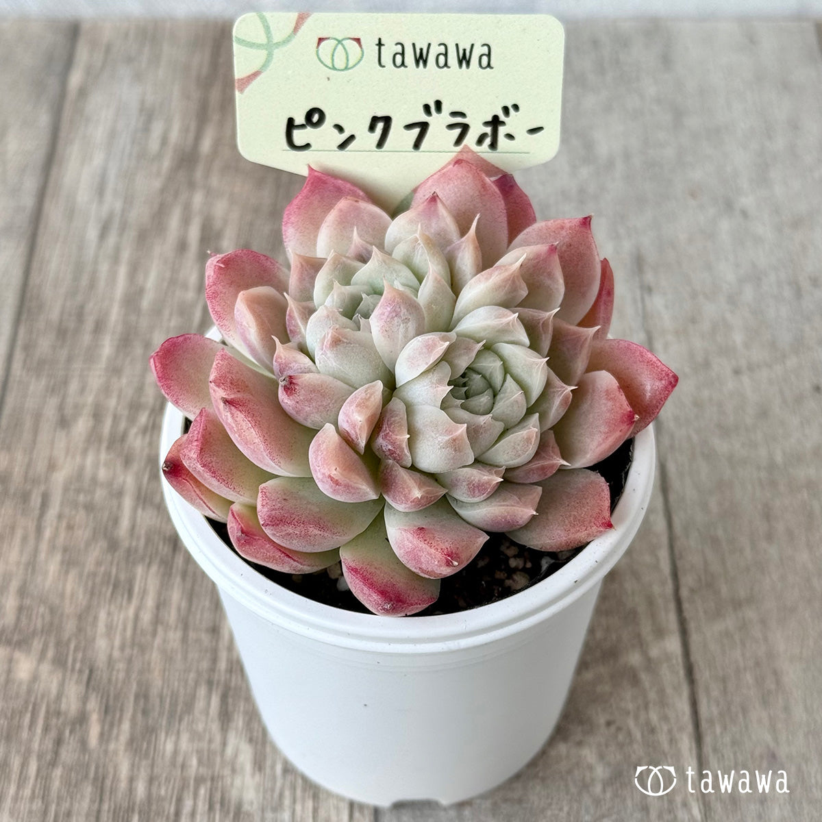 ピンクブラボー【tawawaハウス苗】