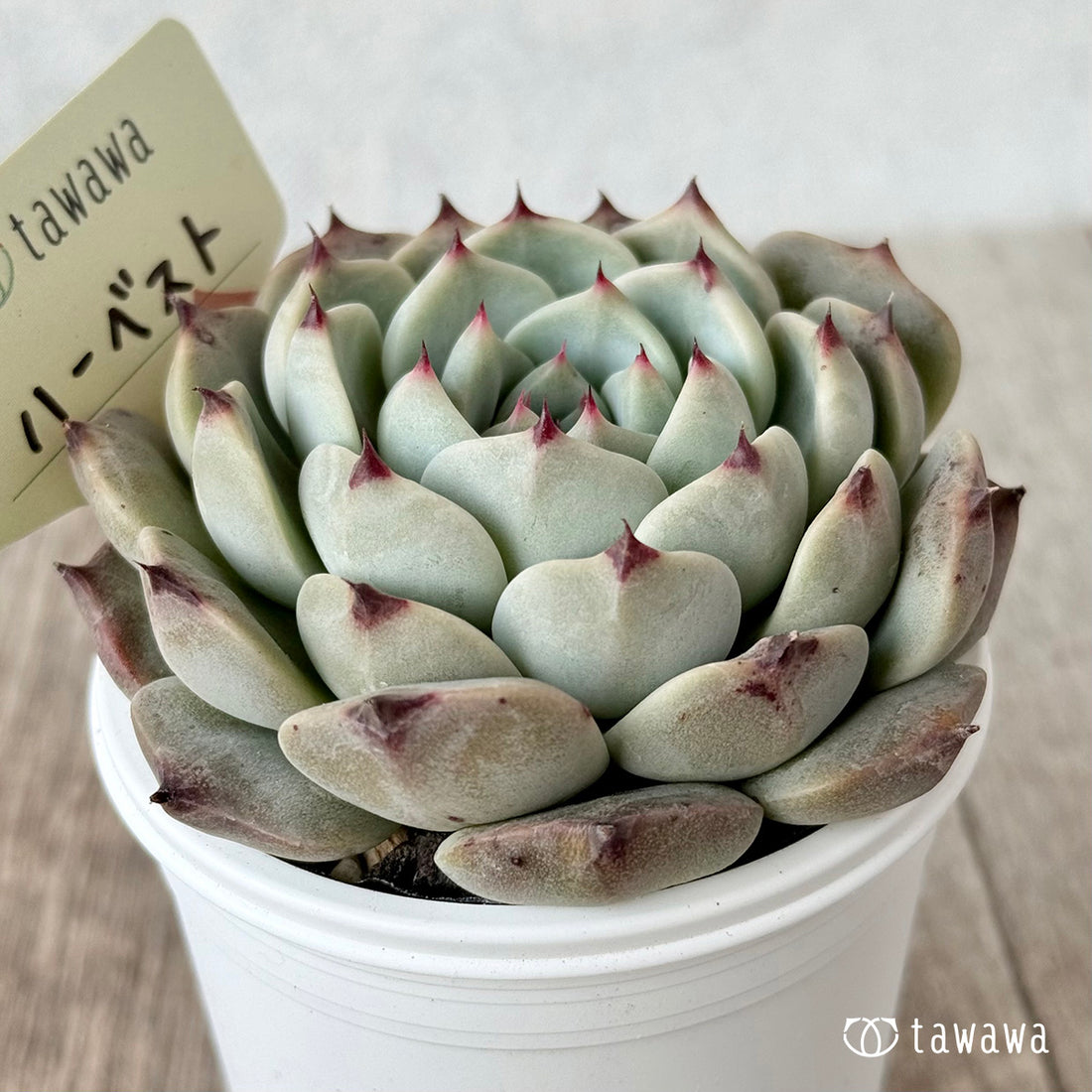 New Arrivals: Ice Green