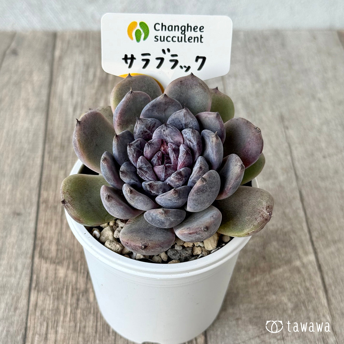 サラブラック2(チャンヒー農園)【tawawaハウス苗】