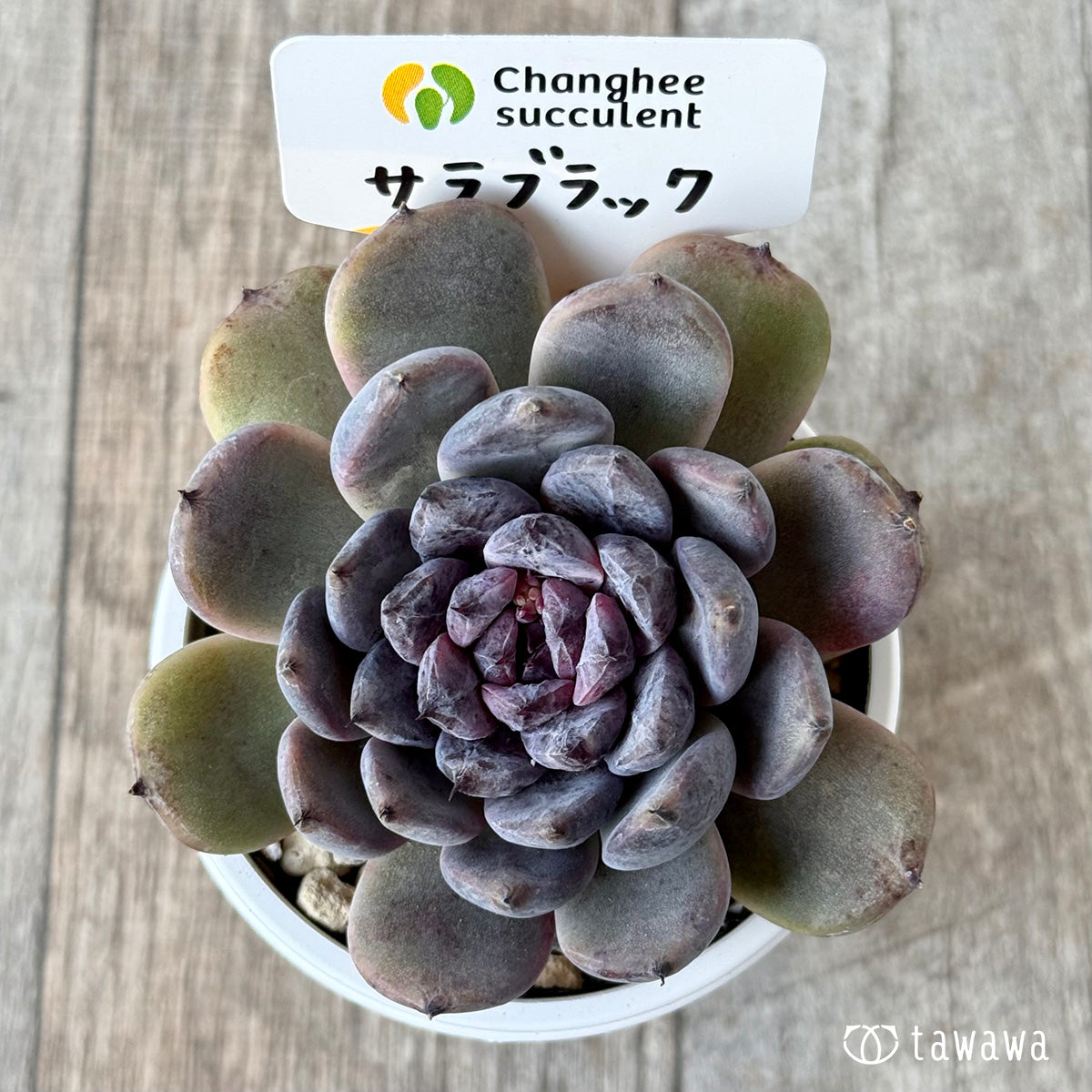 サラブラック2(チャンヒー農園)【tawawaハウス苗】