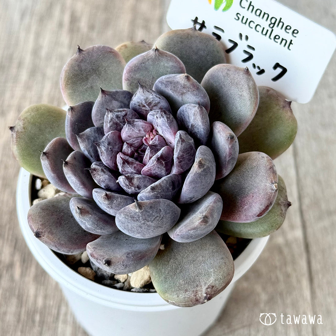 サラブラック2(チャンヒー農園)【tawawaハウス苗】