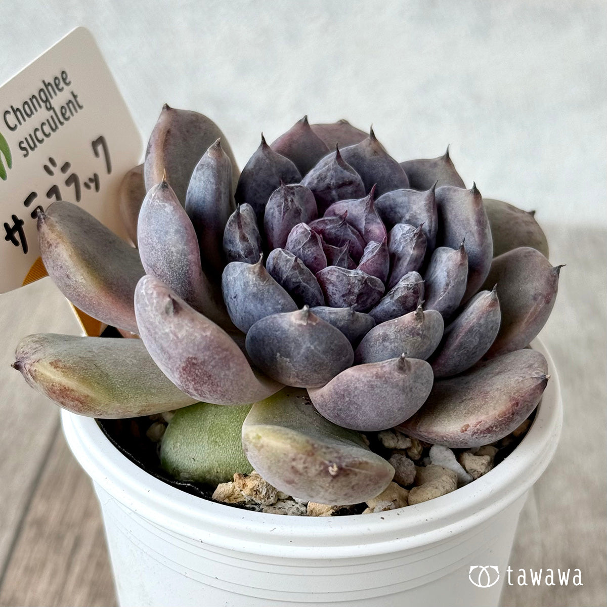 サラブラック2(チャンヒー農園)【tawawaハウス苗】