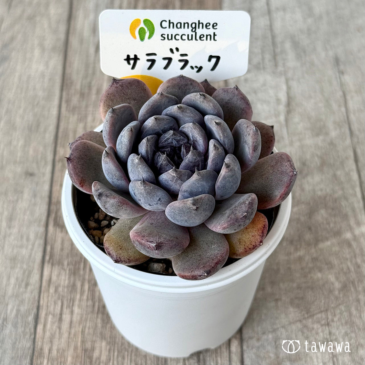 サラブラック3(チャンヒー農園)【tawawaハウス苗】