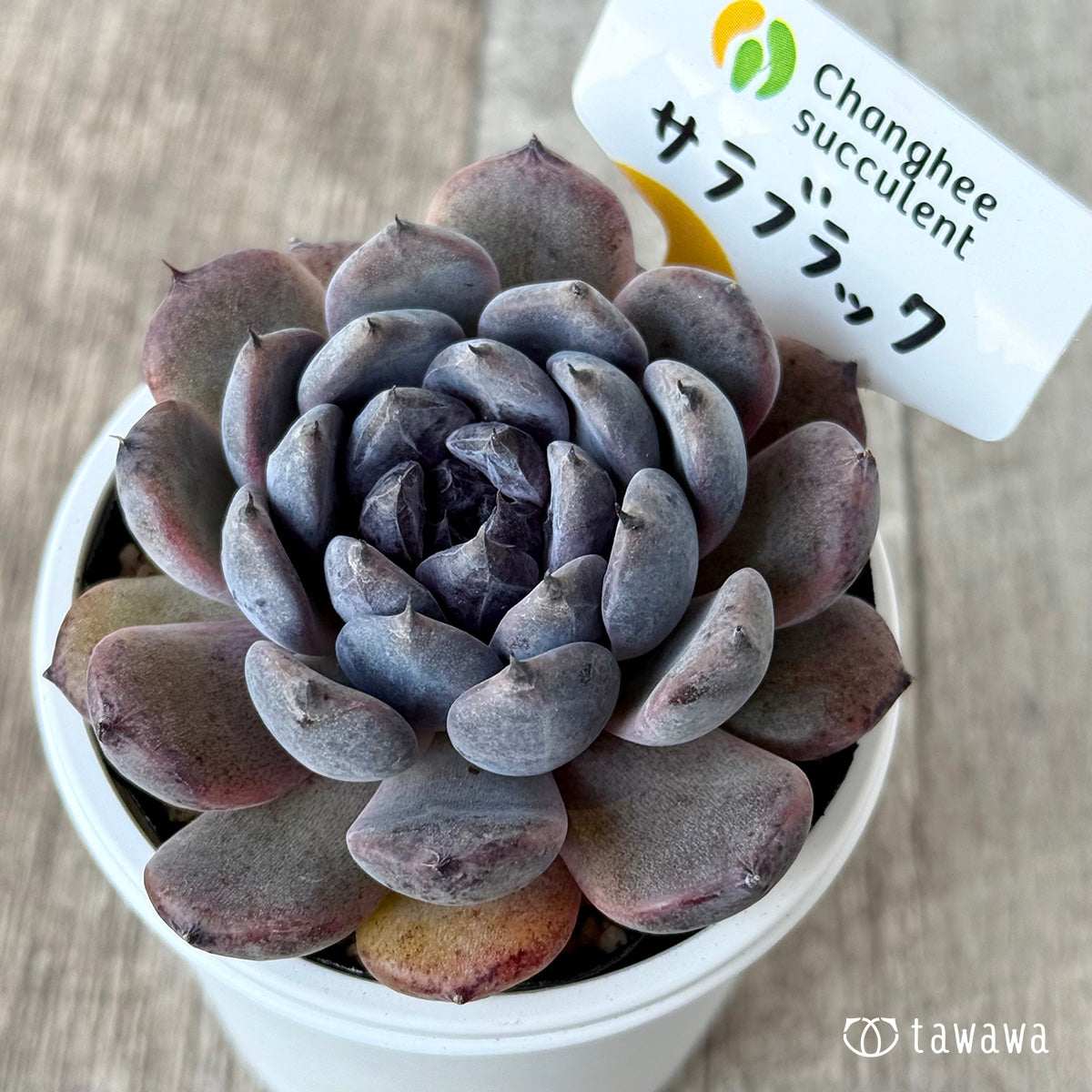 サラブラック3(チャンヒー農園)【tawawaハウス苗】