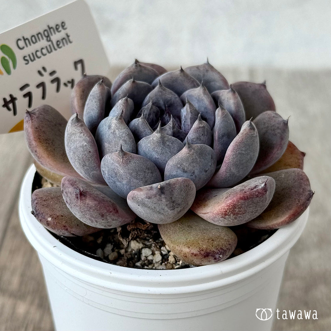 サラブラック3(チャンヒー農園)【tawawaハウス苗】