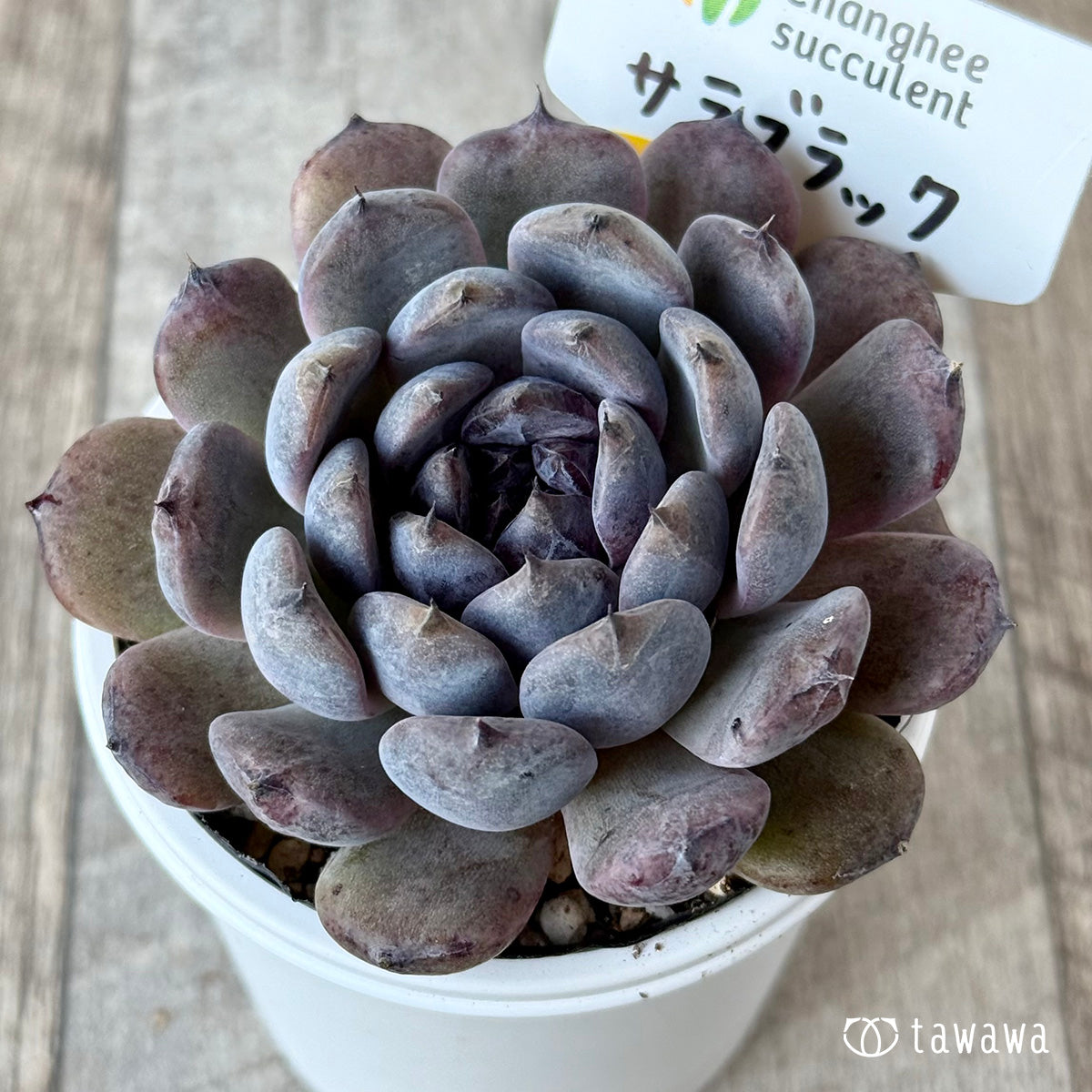 サラブラック4(チャンヒー農園)【tawawaハウス苗】