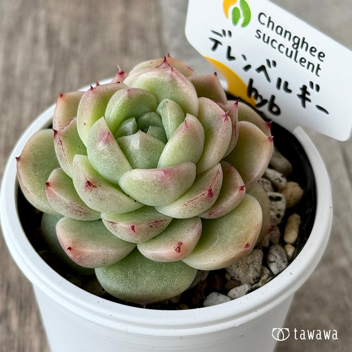 デレンベルギーhyb(チャンヒー農園)【tawawaハウス苗】