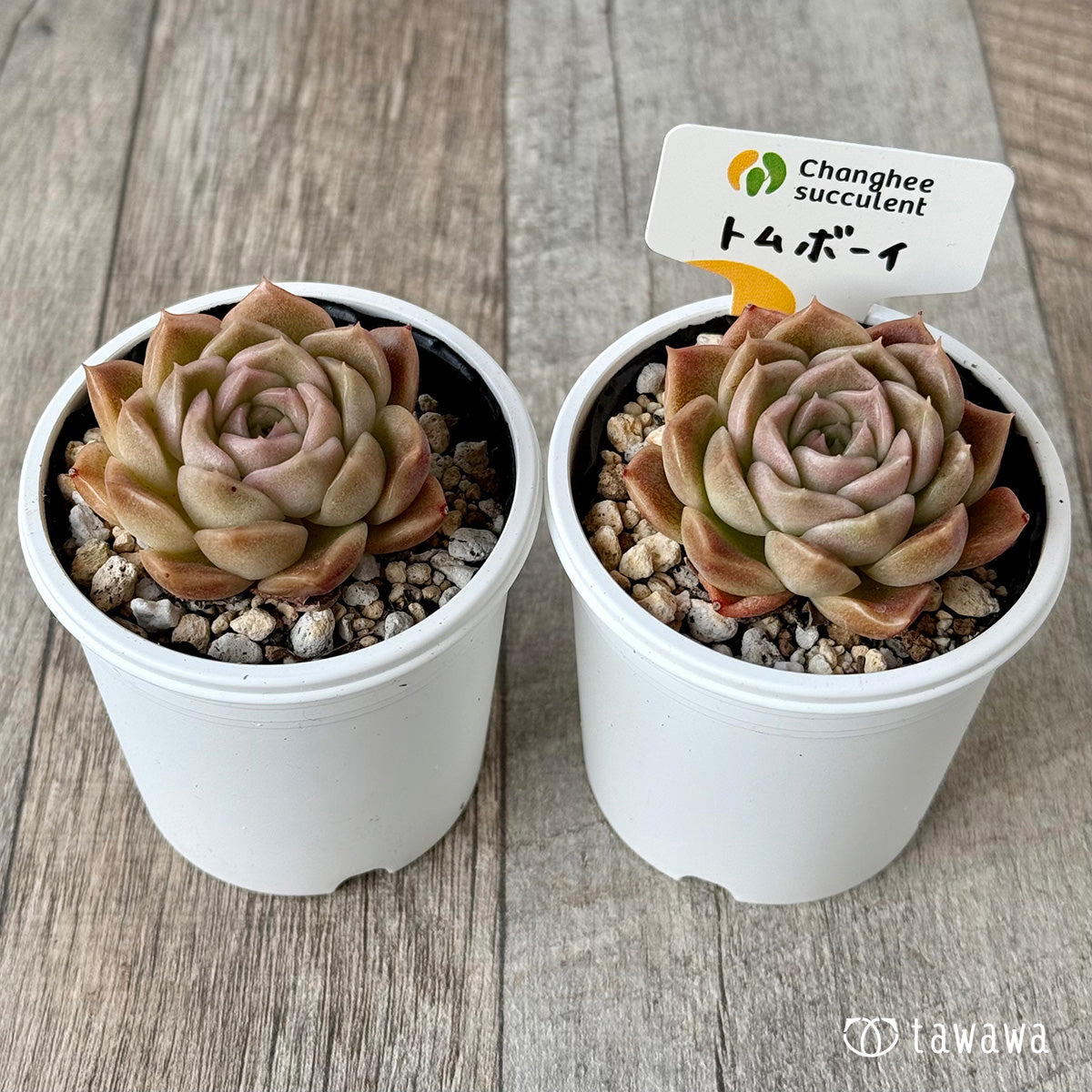 トムボーイ(チャンヒー農園)【tawawaハウス苗】