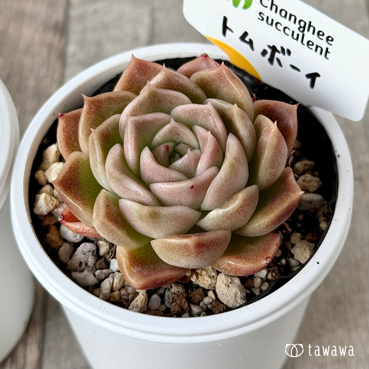 トムボーイ(チャンヒー農園)【tawawaハウス苗】