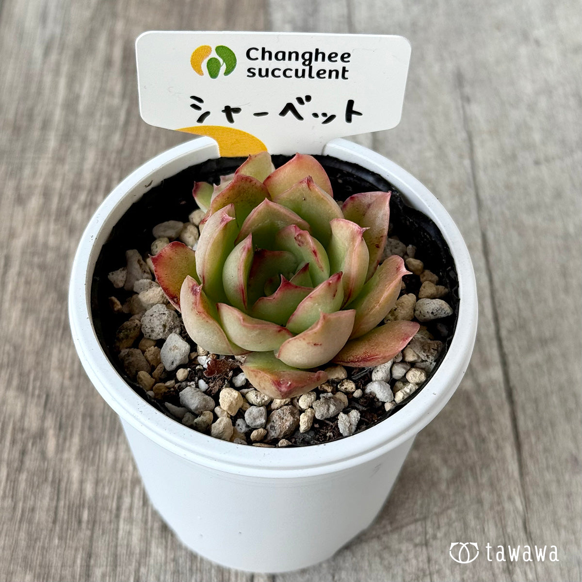 シャーベット1(チャンヒー農園)【tawawaハウス苗】