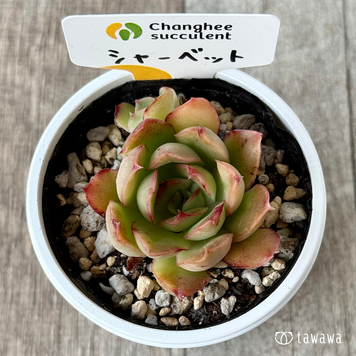 シャーベット1(チャンヒー農園)【tawawaハウス苗】