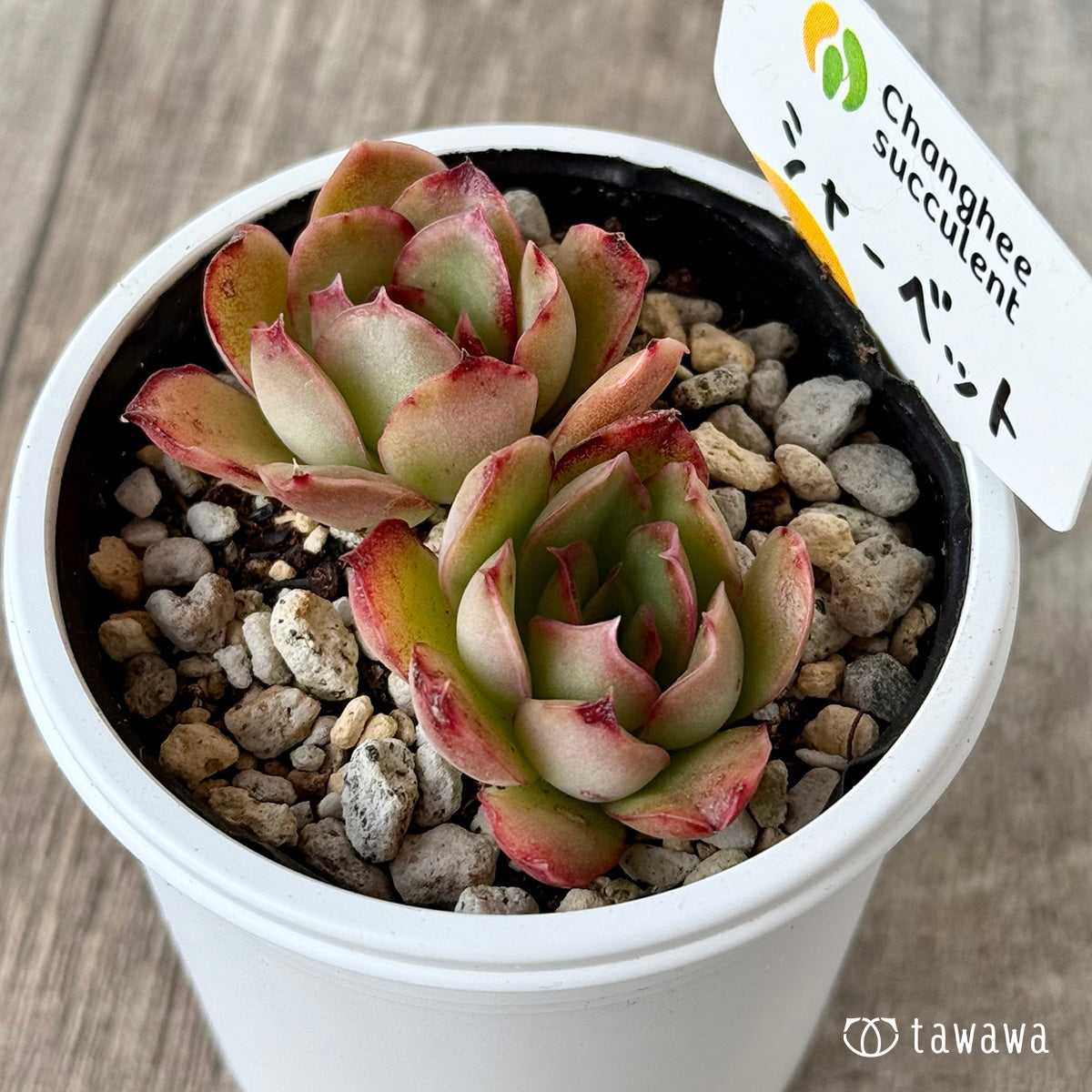 シャーベット2(チャンヒー農園)【tawawaハウス苗】