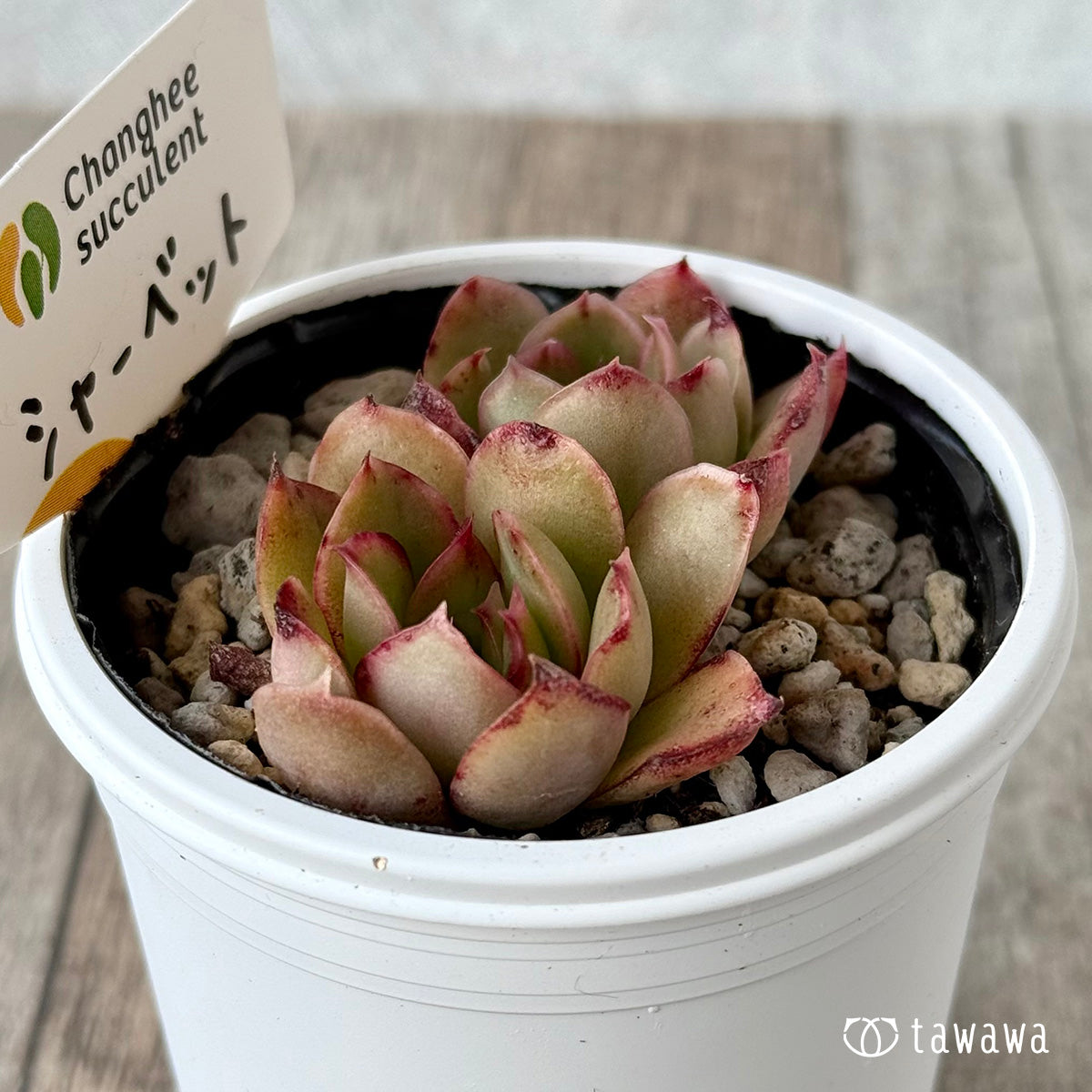 シャーベット2(チャンヒー農園)【tawawaハウス苗】