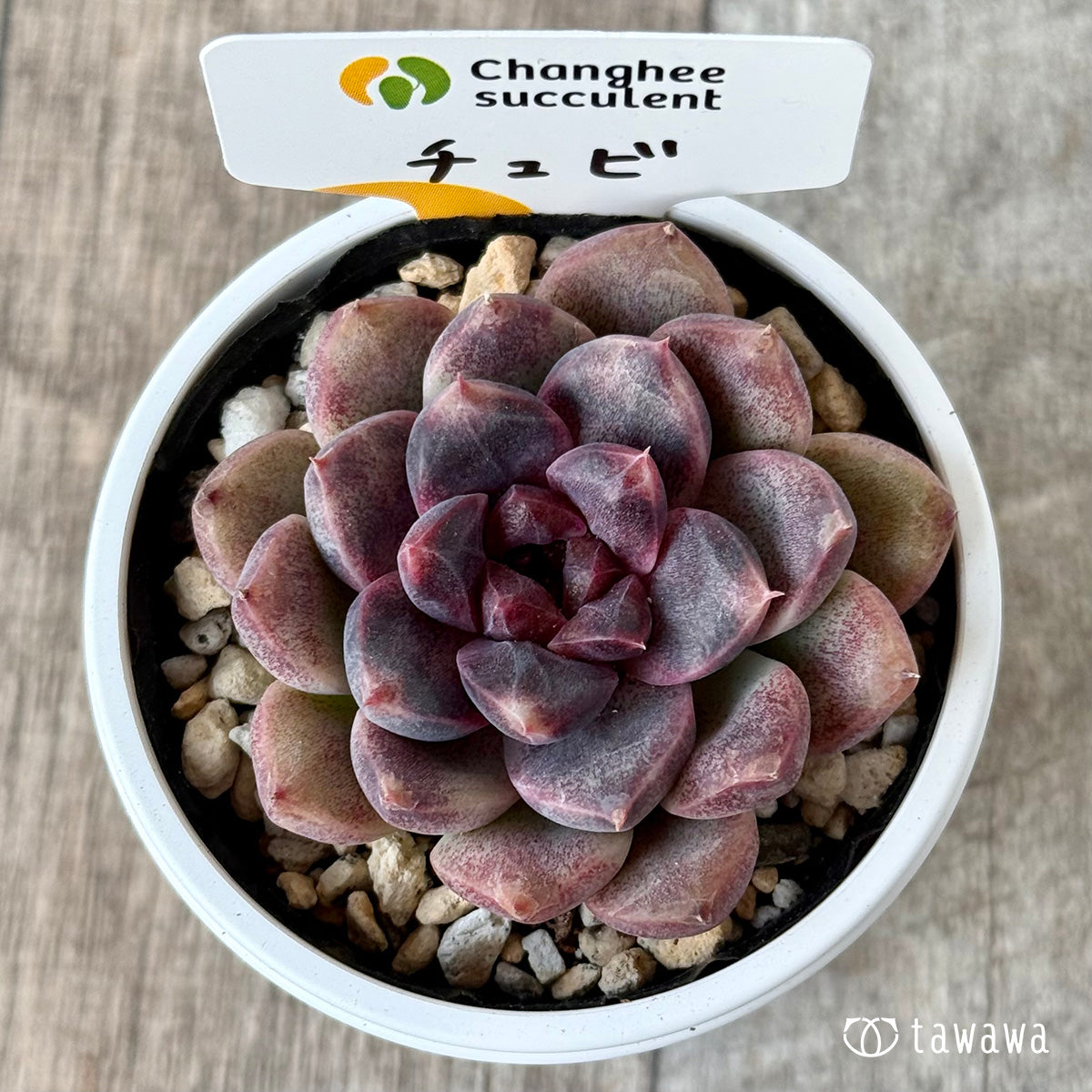 チュビ1(チャンヒー農園)【tawawaハウス苗】