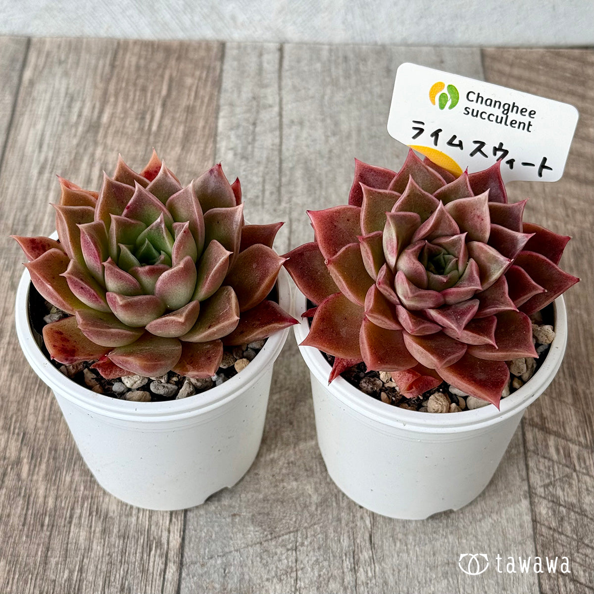 *新発売* ライムスウィート(チャンヒー農園)【tawawaハウス苗】