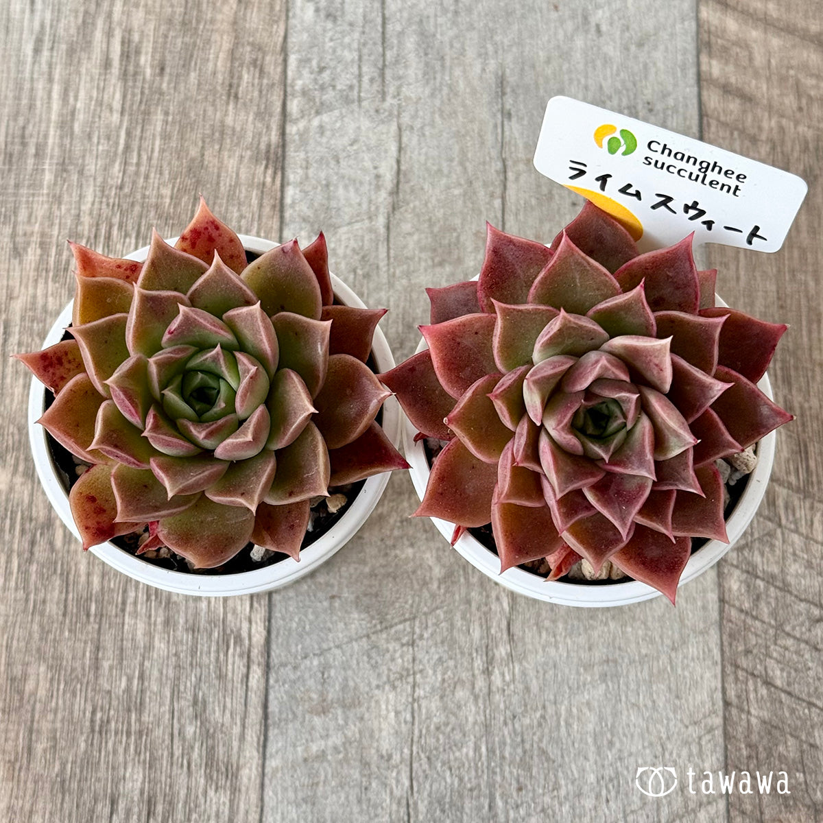 *新発売* ライムスウィート(チャンヒー農園)【tawawaハウス苗】