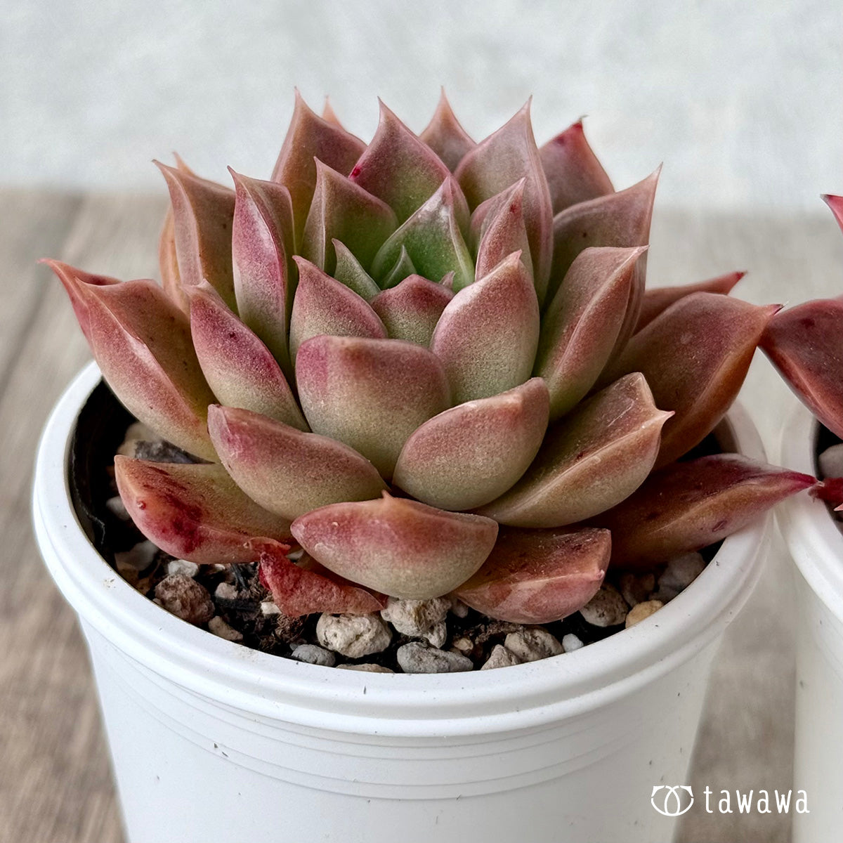 *新発売* ライムスウィート(チャンヒー農園)【tawawaハウス苗】