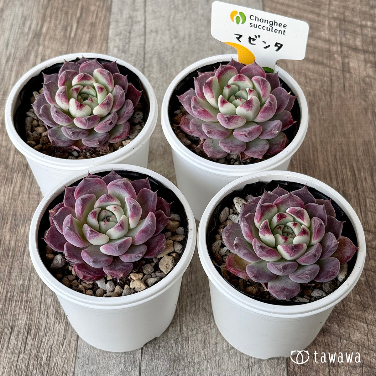 マゼンタ(チャンヒー農園)【tawawaハウス苗】