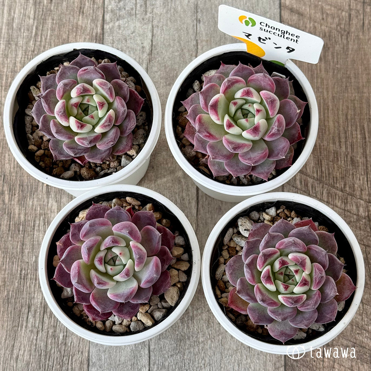 マゼンタ(チャンヒー農園)【tawawaハウス苗】