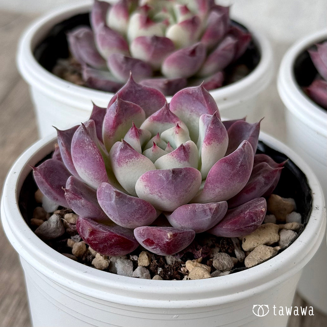 マゼンタ(チャンヒー農園)【tawawaハウス苗】