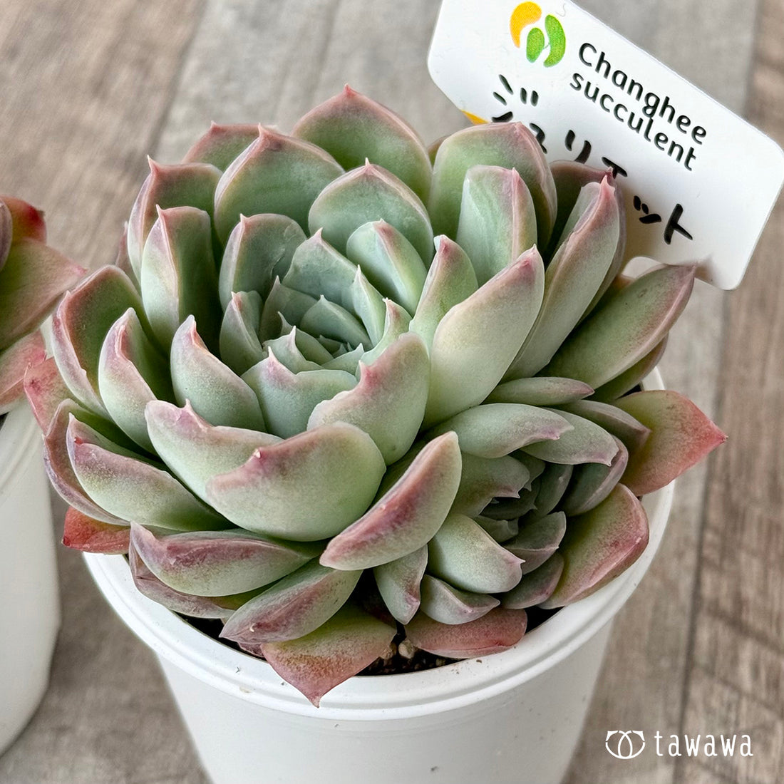 ジュリエット1(チャンヒー農園)【tawawaハウス苗】