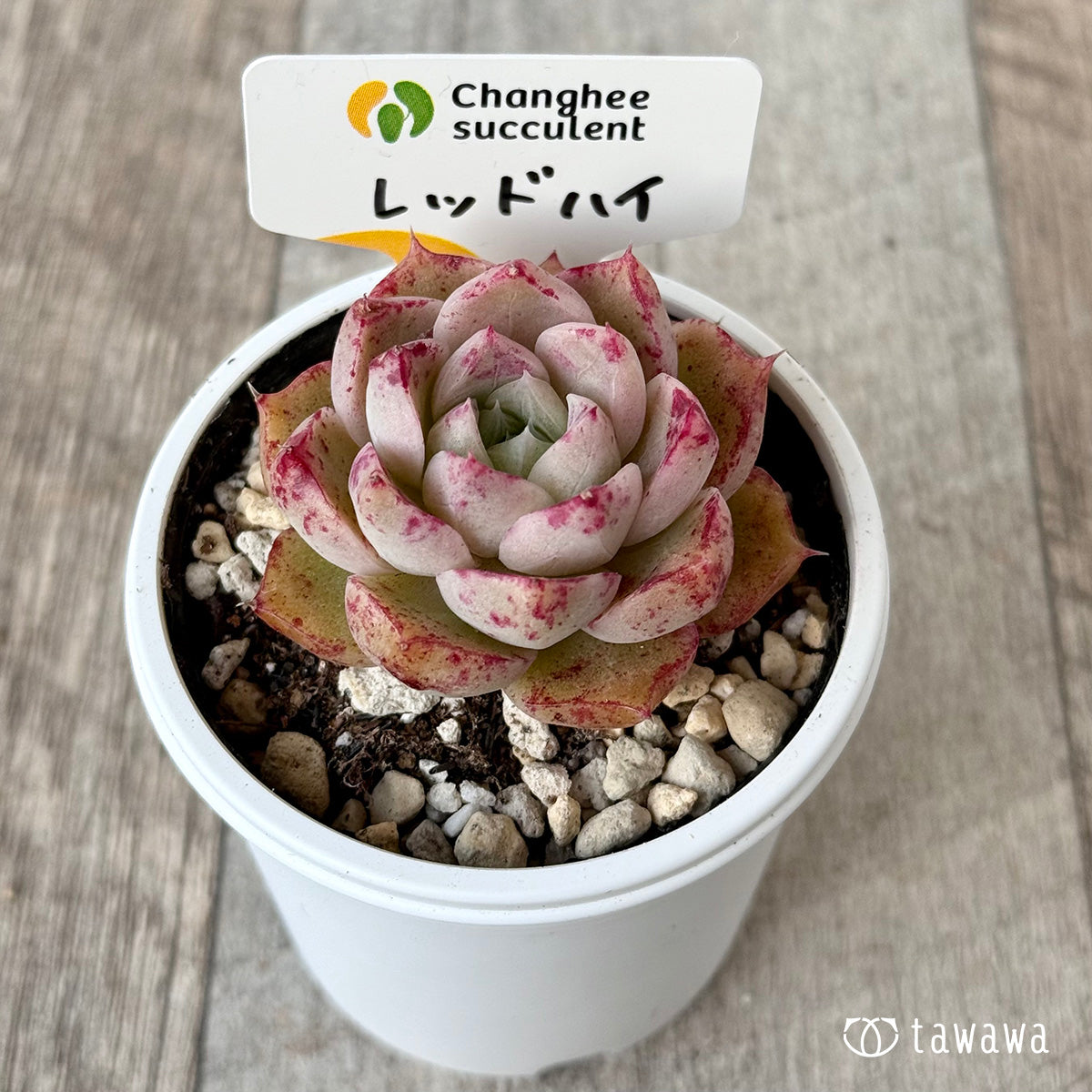 *新発売* レッドハイ(チャンヒー農園)【tawawaハウス苗】