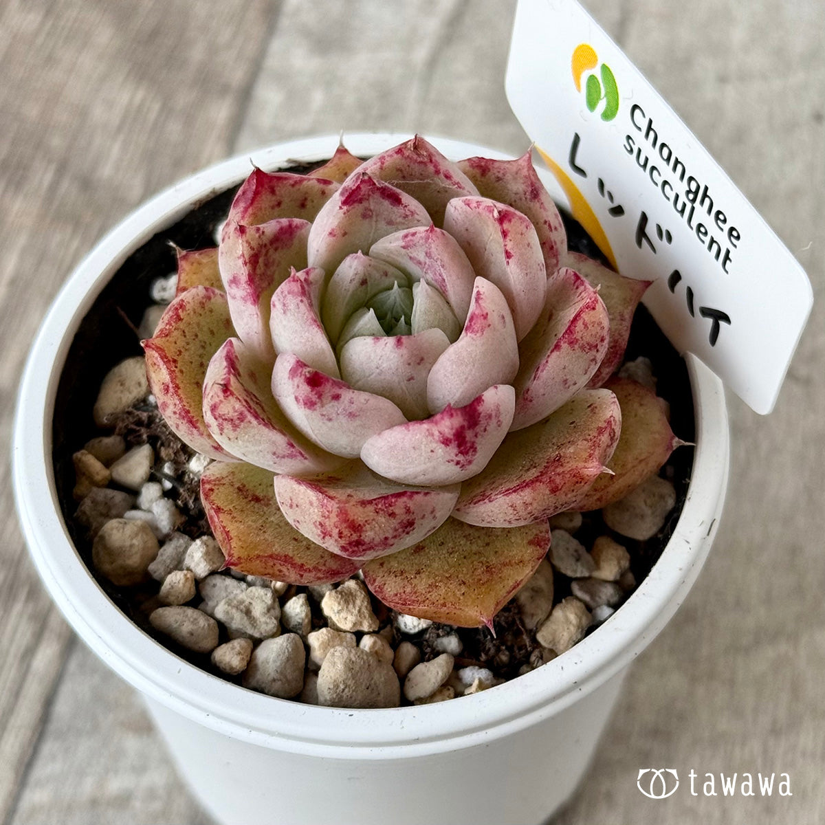 *新発売* レッドハイ(チャンヒー農園)【tawawaハウス苗】