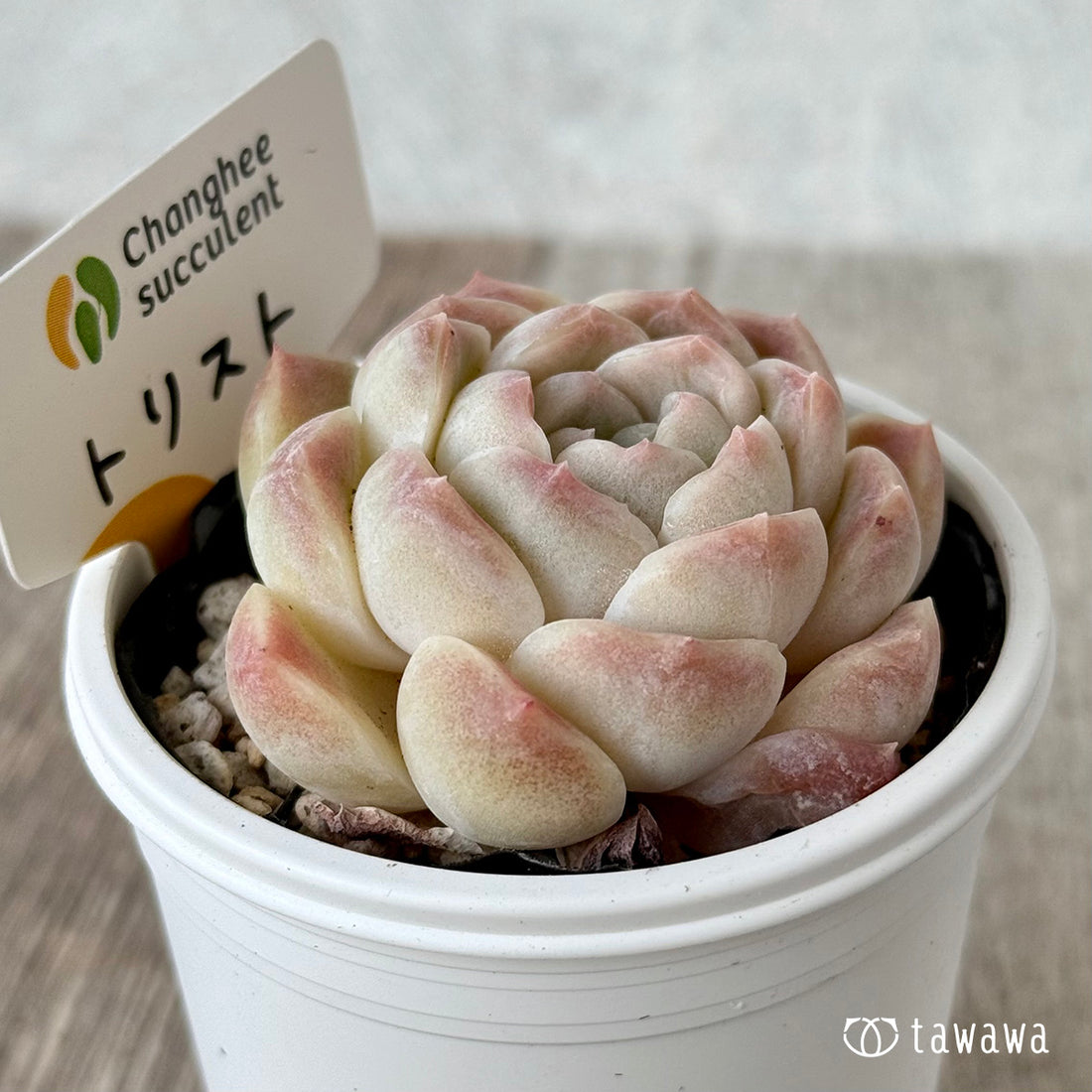 New Arrivals: Ice Green