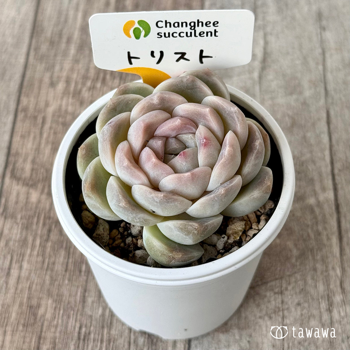 New Arrivals: Ice Green